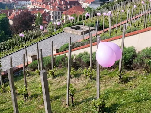 Svátek růžových vín na Svatováclavské vinici na Pražském hradě 