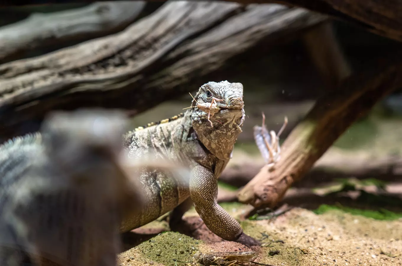 Víkend hmyzožravců se v Zoo Praha ponese ve znamení cvrčků i specialit z švábů a strašilek