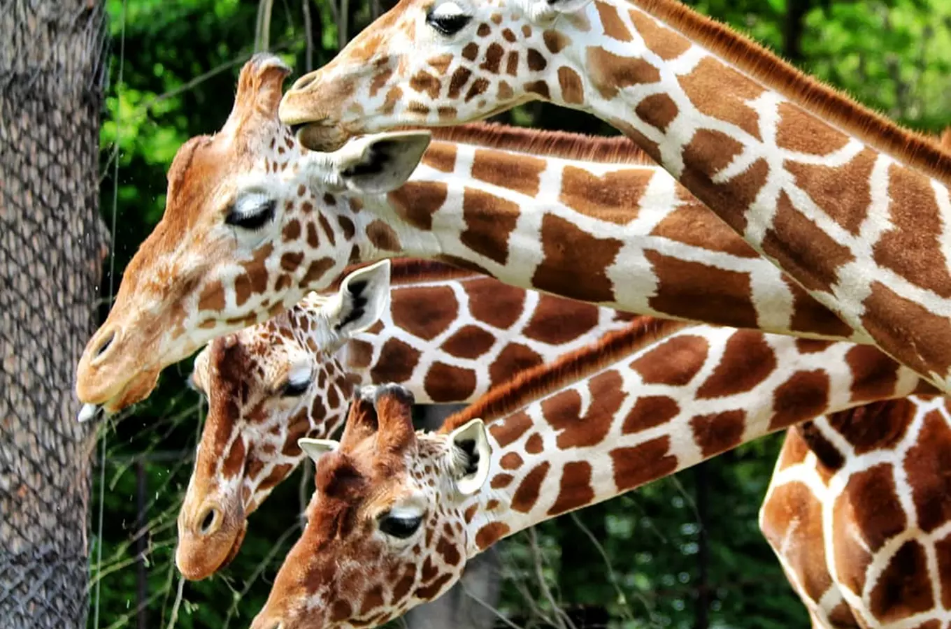 Zoo Brno slaví 70 let od svého otevření