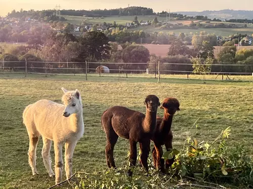 Alpaky z Posázaví – rodinná farma