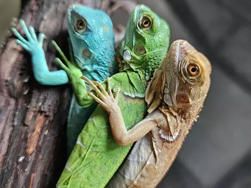 Fauna trhy v libereckém Babylonu 2026