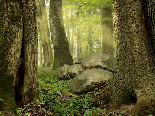 Letní sezóna v NP Šumava začíná – bude ve znamení pralesů