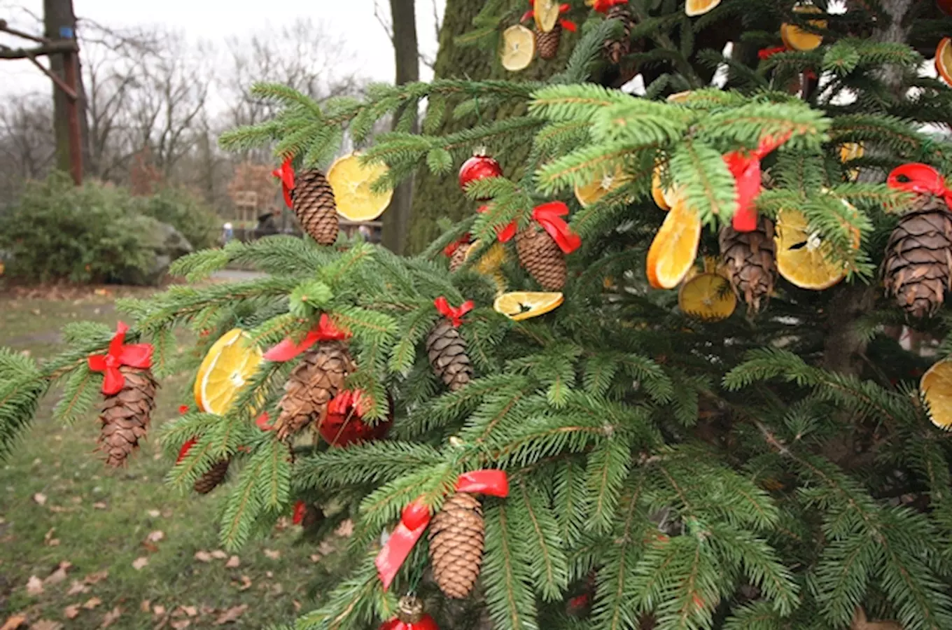 Nenechte si ujít advent v Zoo Ostrava