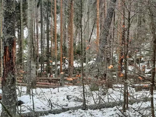 Zdroj foto: Lesy ČR
