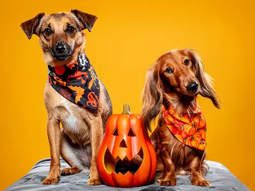 Halloweenské focení pejsků v ateliéru na Kladně!