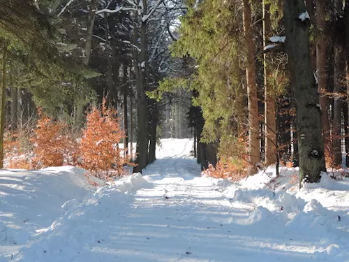 U Hrubé Skály se kácí nebezpečné stromy, obnovou projde i arboretum Bukovina