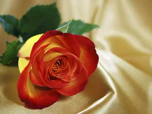 Válka růží – květinové výstavy na zámcích letos budou ve znamení růží