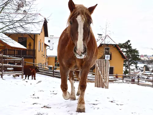 Přijďte se zoomilovat – Valentýn a fotosoutež v Zoo Plzeň 2025