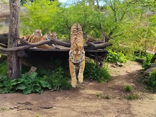Zdroj foto: Zoo Hluboká