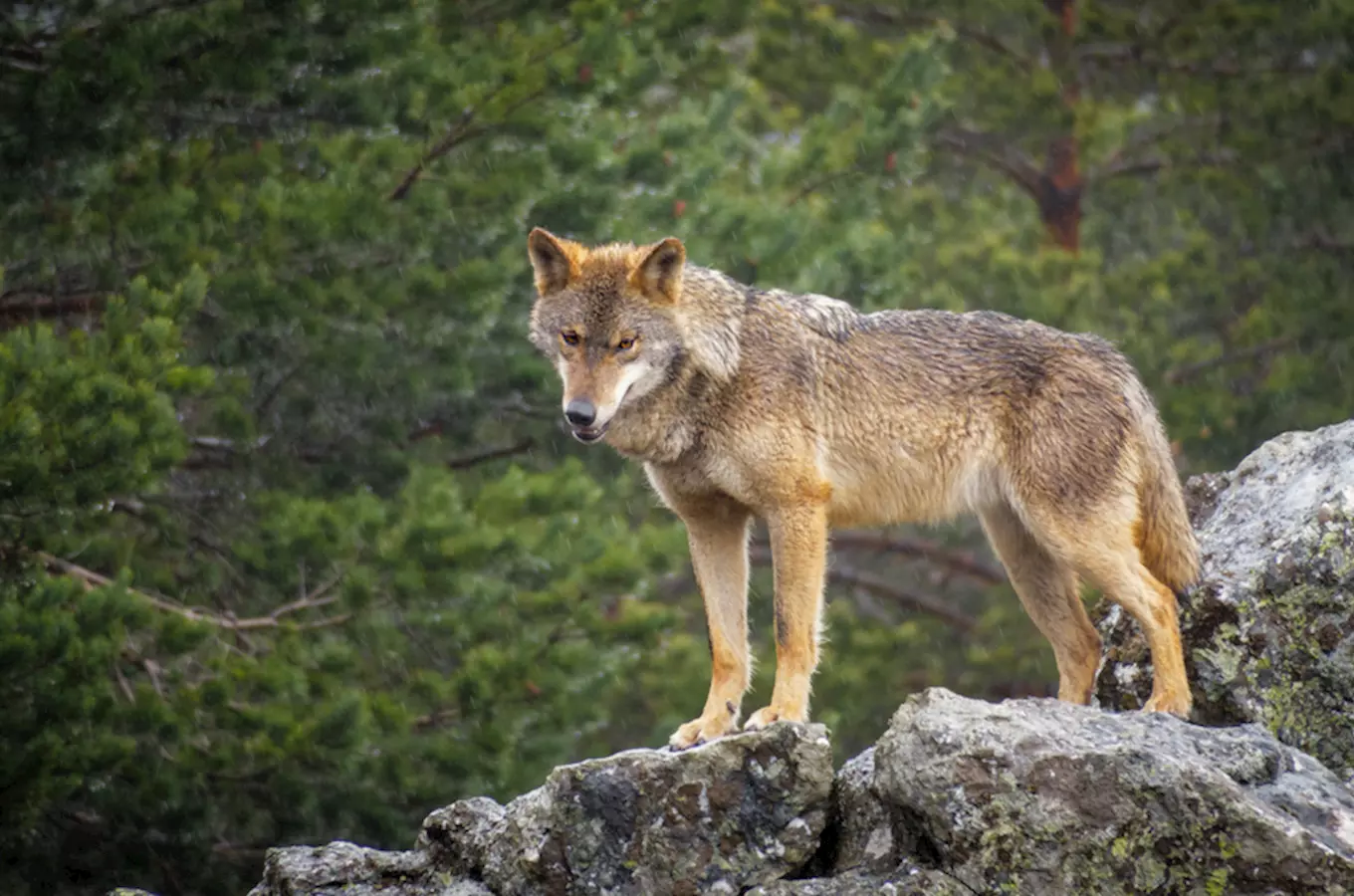  Otevření nové expozice vlků v Zoo Jihlava