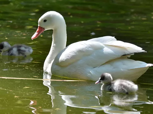 Zoo Děčín – jedna z nejkrásnějších zoologických zahrad u nás