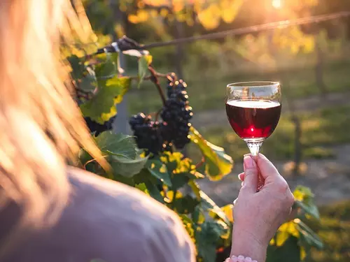 Festival otevřených sklepů na Znojemsku otevře 32 vinařství s nabídkou 335 vín