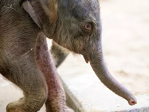 Zoo Praha se raduje! Dnes brzy ráno se narodilo slůně slonici Tamaře