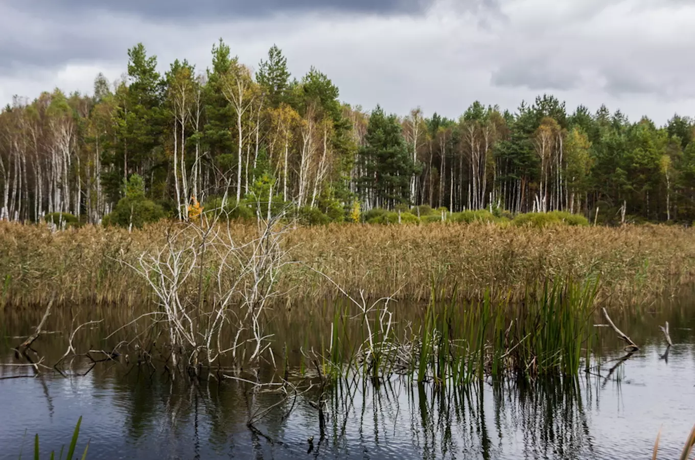 Naučná stezka Swamp po okolí Mácháče