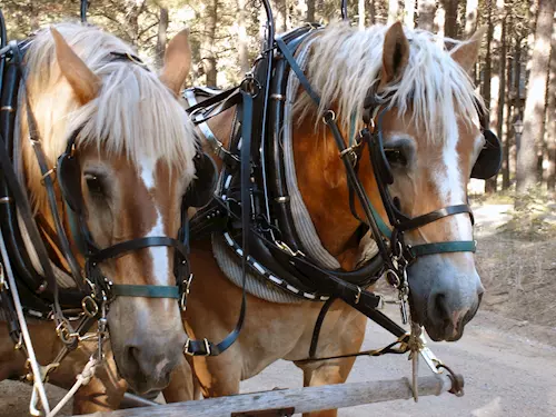 Letošní zimu už koně turisty na Šumavě vozit nebudou