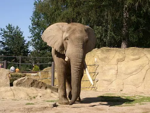 Gulab, Rání, Max a Delhi: znáte slony v našich zoo?