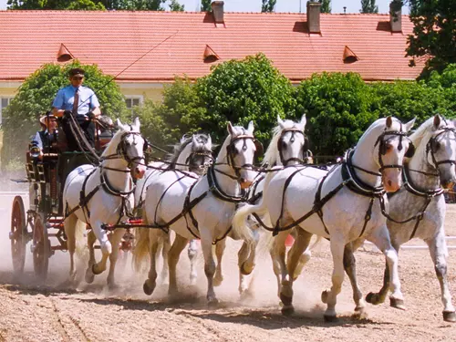 Starokladrubský kůň – nejstarší původní české plemeno koní  