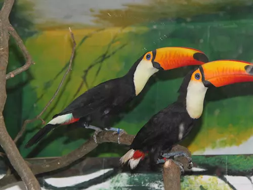 V hodonínské zoo uvidíte párek tukanů