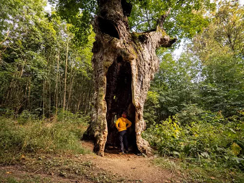 Velký javor ve Věstoňovicích