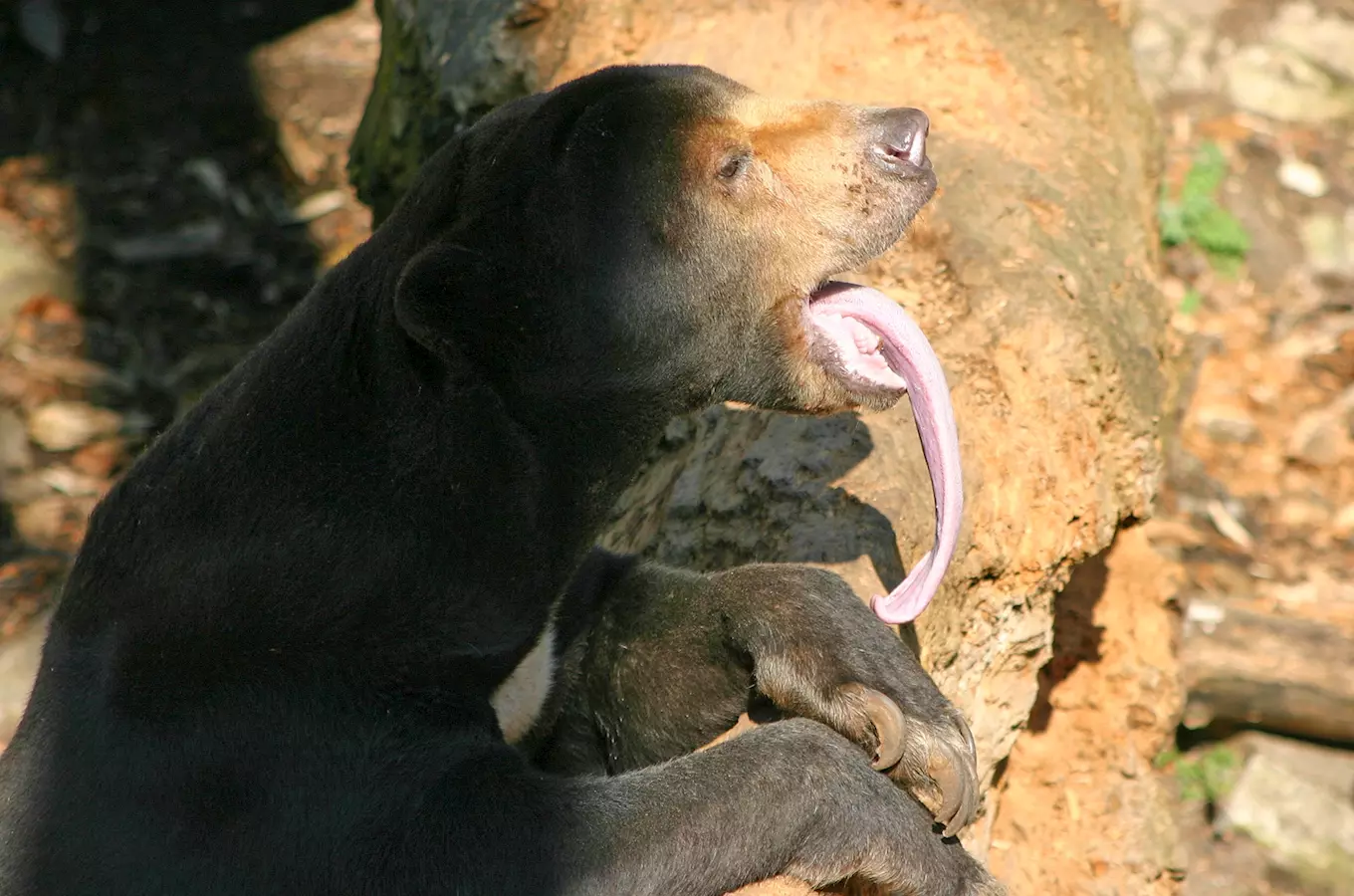 Přijďte během jarních prázdnin do Zoo Jihlava