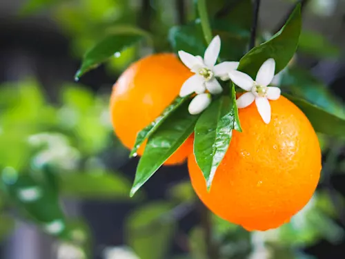 citrus - mandarinka
