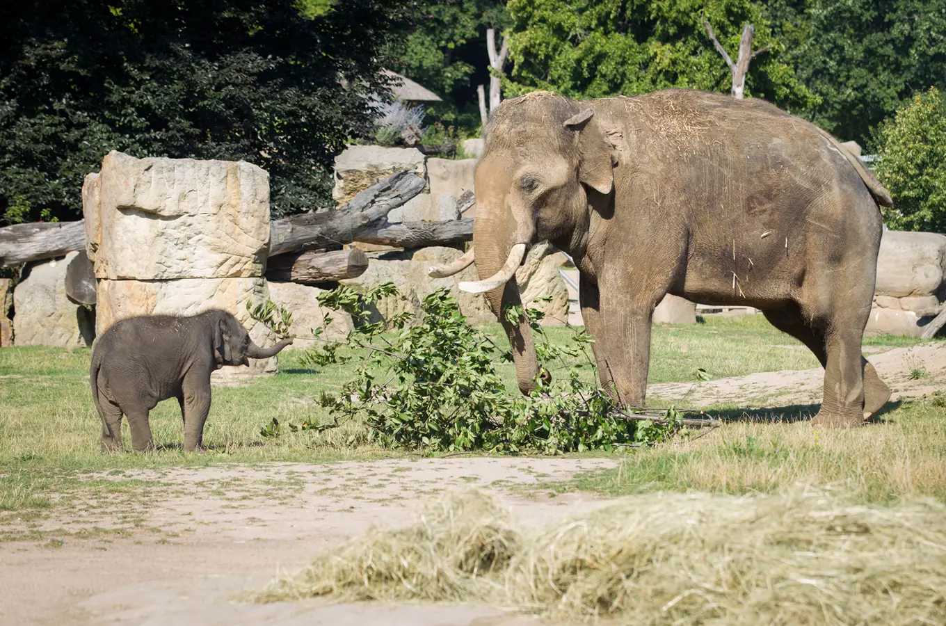 Sloní princezny ze Zoo Praha už umí plavat, Mmladší Amalee trumfla na váze Lakunu