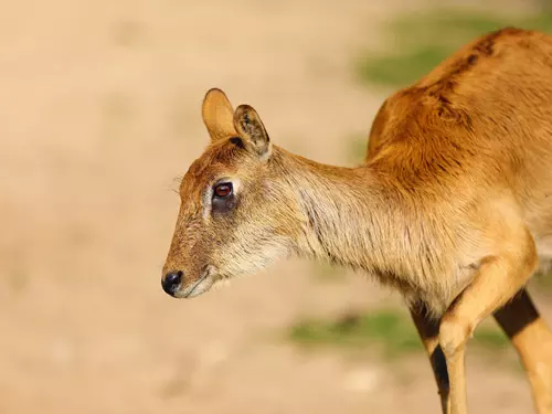 Vzácné antilopy z Ostravy se staly základem nového chovu v ruských zoo