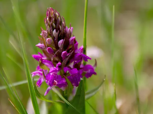 Komentovaná prohlídka výstavy Orchideje – královny květin
