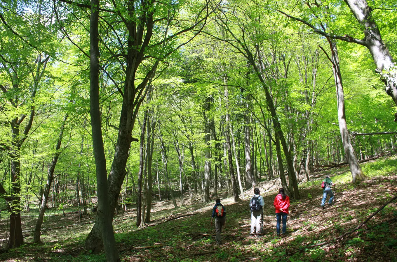 Lesní rezervace Ščúrnica