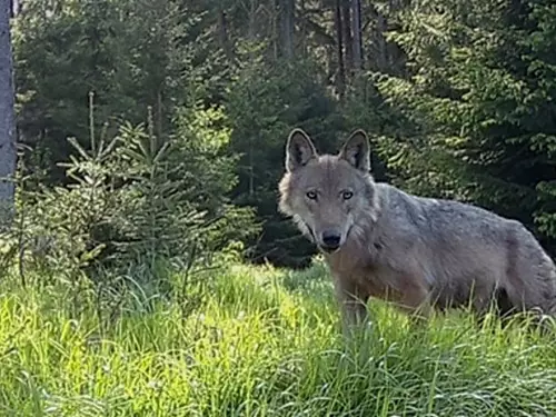 Neuvěřitelná cesta vlka Gagata – přednáška pod širým nebem