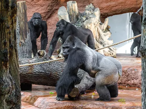 Zoo Praha zve do pavilonu Rezervace Dja na velkou gorilí rodinu