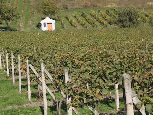 Jeviněvské vinařství – degustace vín na Dvořákově cestě na Říp