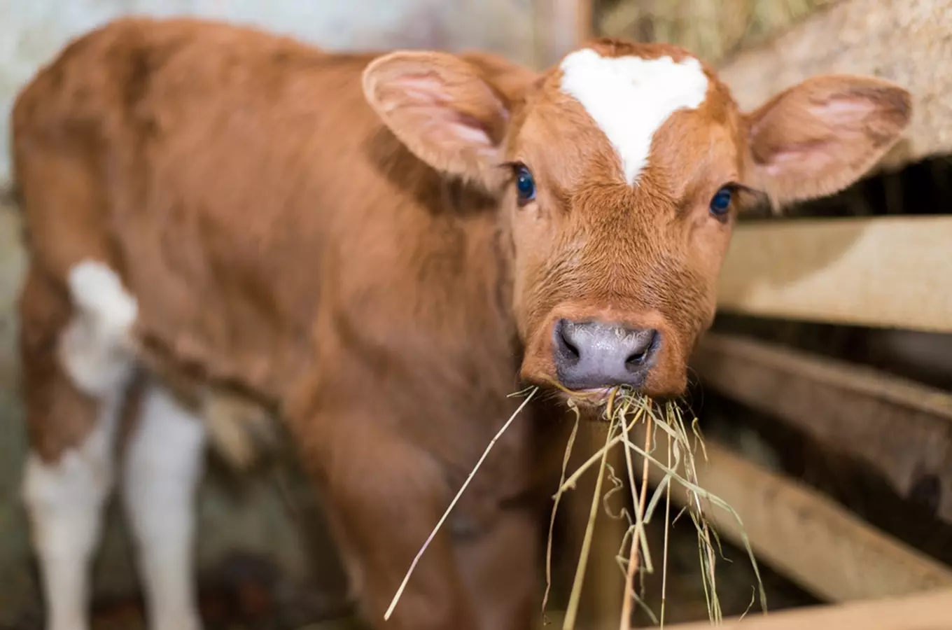 Farma – výstava hospodářských zvířat i s jejich mláďaty