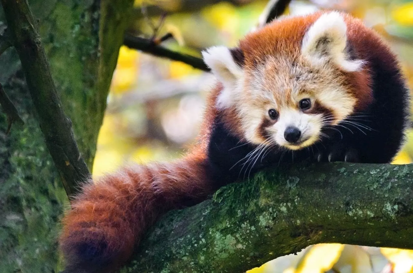 Ve zlínské zoo v zimě ušetříte