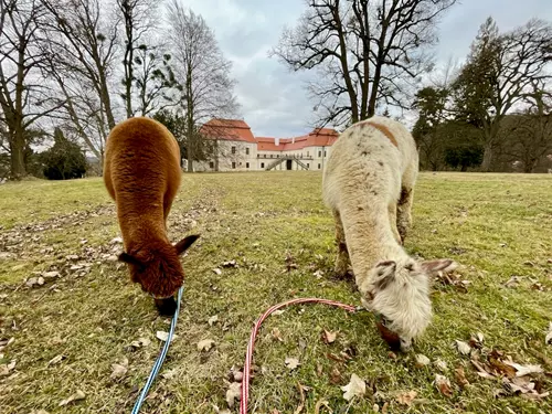 lamatrekking v zámeckém parku