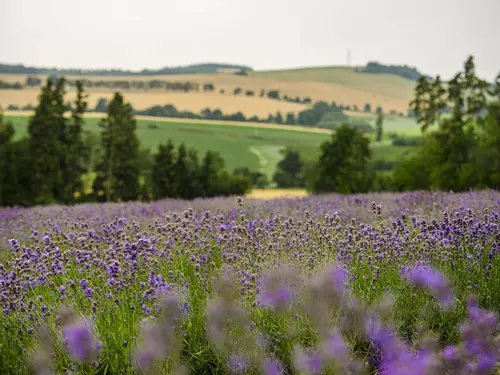 Kytky z České Sibiře – květinová a levandulová farma z drsného kraje