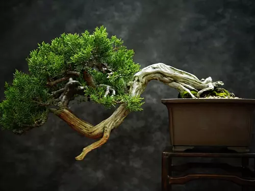 bonsai