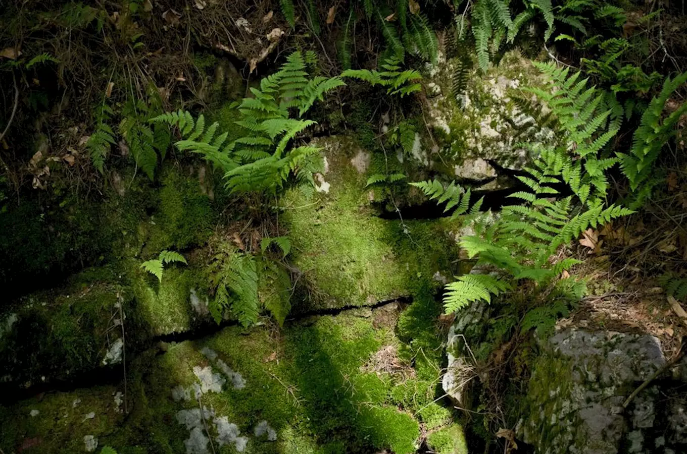 Rokle Kočičina u Kokořína