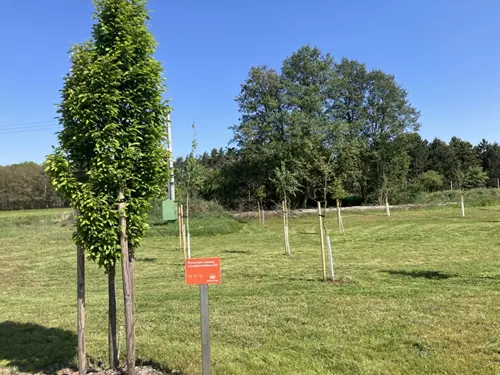 Ovocná alej na Hlavečníku