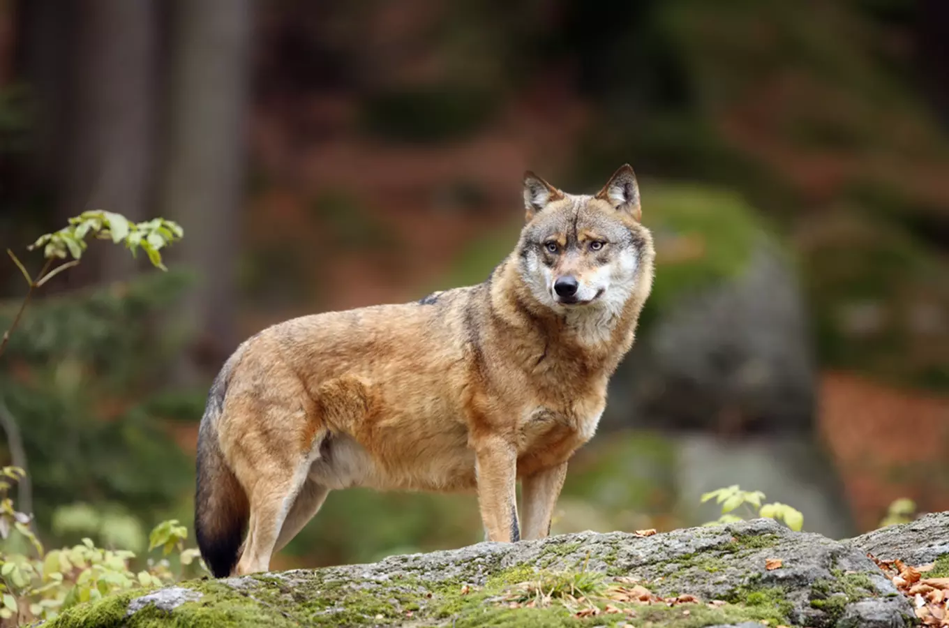 Národní park Šumava uzavírá svá informační centra, výběhy zvířat zůstávají přístupné