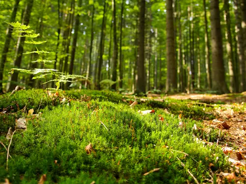 Výlety pro samotáře: ticho a samota Českého lesa