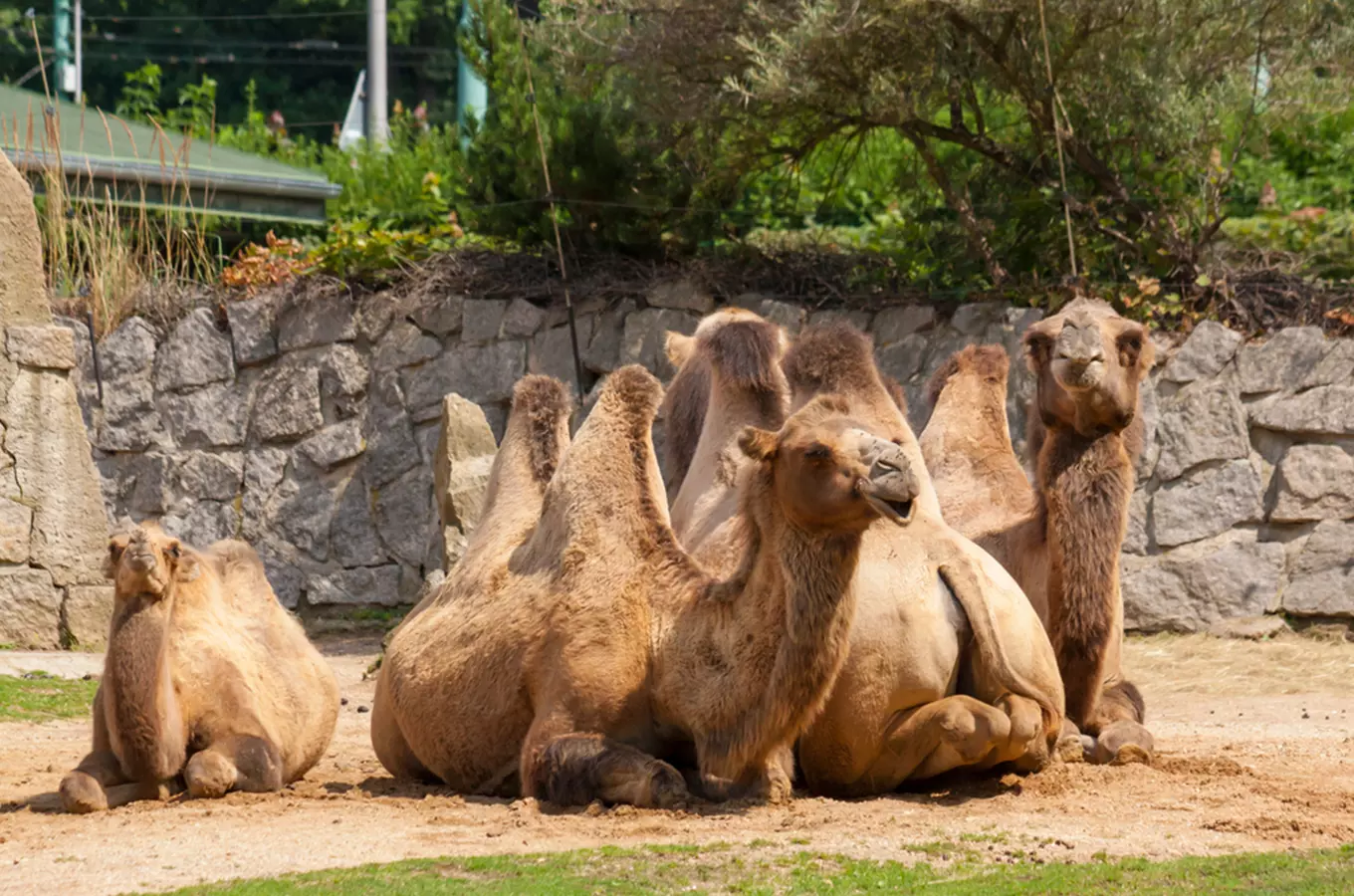 Zoo Liberec chystá každý pátek živá vysílání