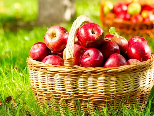 Několik voňavých tipů, kam se vypravit na jablečné slavnosti