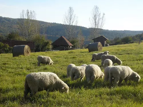 Salaš Travičná Kopanice – poznejte život našich předků