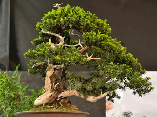 bonsai