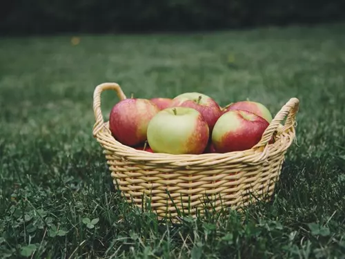 Jablkobraní ve Ctěnicích