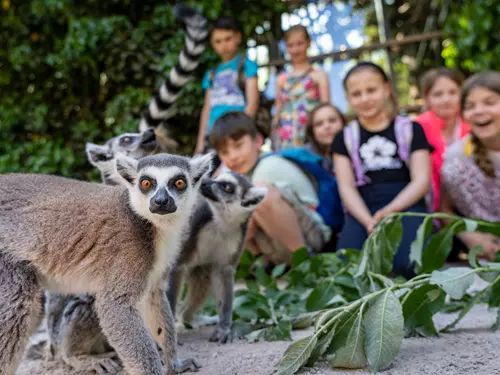 Místo do školy do Zoo Praha: poslední prázdninový den mají děti vstup za 1 korunu