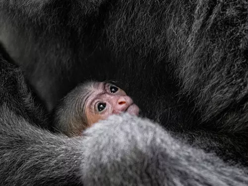 Radost v Zoo Praha: u primátů se narodilo mládě ohroženého gibona