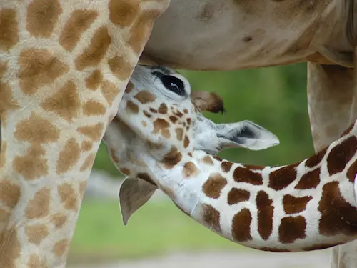 Užijte si sobotní oslavy u žiraf v pražské zoo