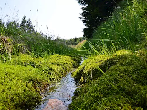 rašeliniště, blata, mokřady, Kudy z nudy